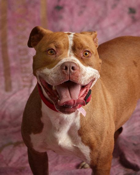 Coco Is An Energetic Silly Lady Who Loves To Play Dogs