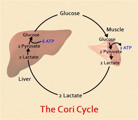 Cori Cycle Diagram Cori Cycle Biochemistry Clinical Chemistry