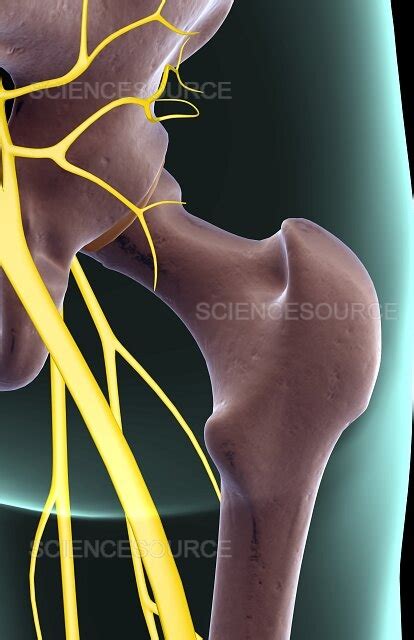 Photograph The Nerves Of The Hip Science Source Images