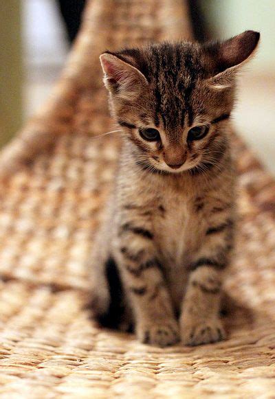 Pictures Of Tabby Cats And Kittens Cute Baby Kitten Super Cute Cute
