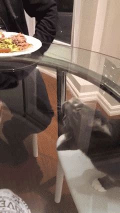 Jerk Cat Glass Knock Off Table Gifs Get The Best Gif On Giphy