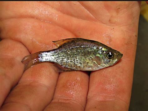 ODNR- Fish Ohio Award Back Online - Scioto Post