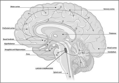 The Role Of The Locus Coeruleus Norepinephrine System In The Current Opinion In Neurology