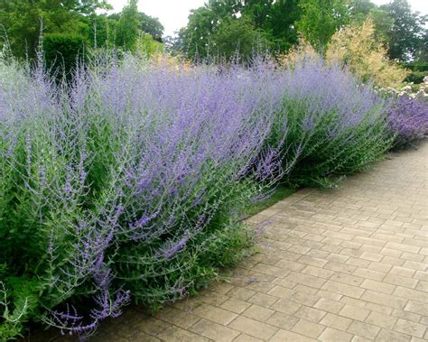 The silvery foliage is one of the assets of this deciduous plant. Perovskia atriplicifolia | GardensOnline