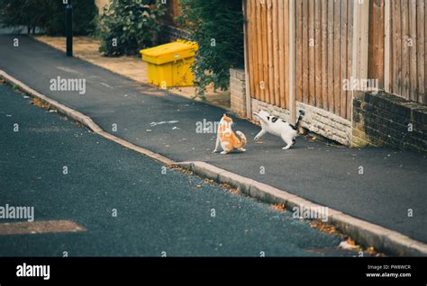 Cat Fight Hi Res Stock Photography And Images Alamy