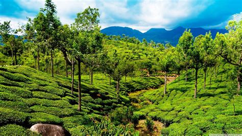Kerala Forest Wallpapers Top Free Kerala Forest Backgrounds