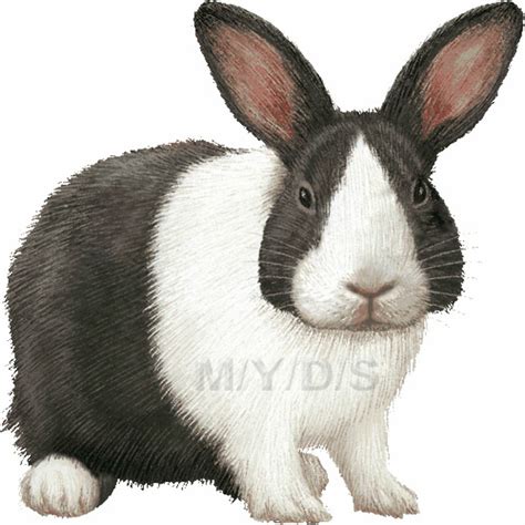 Download High Quality Rabbit Clipart Realistic Transparent Png Images