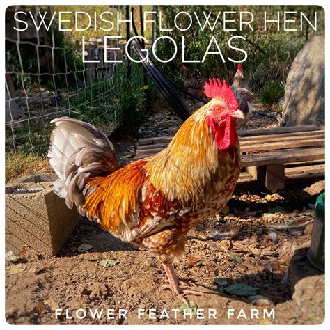 swedish flower hens aka skånsk blommehöna chicks available at flower feather farm — flower