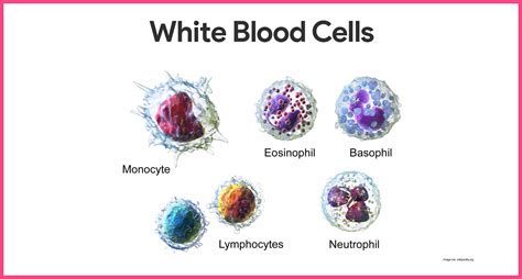 Free Photo White Blood Cells Blood Body Cell Free Download Jooinn