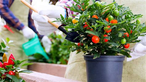 Cómo Plantar Tomates Guía De Cuidados De La Planta Del Tomate