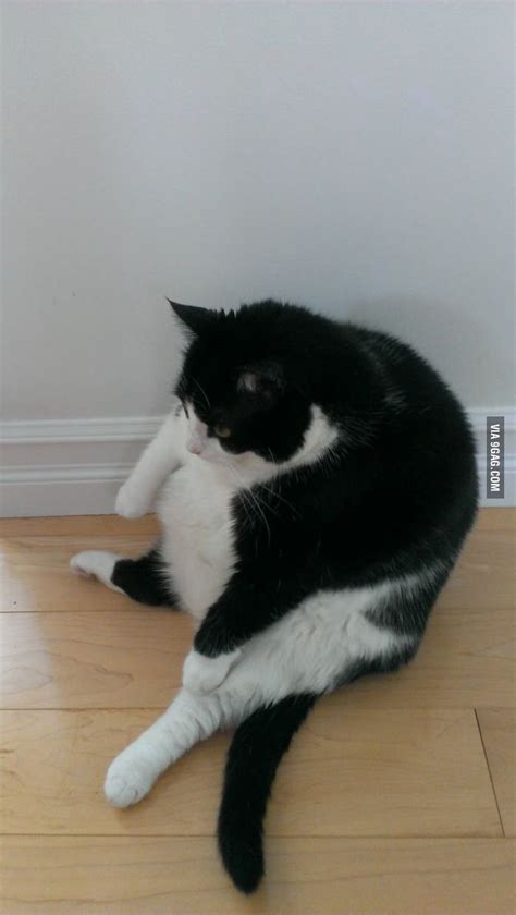 My Uncles Cat Has A Little Weight Problem Funny Animal Pictures