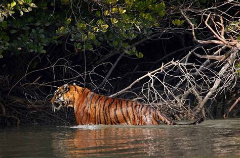 Enjoy Wild Nature From Sundarban Tiger Roar Resort