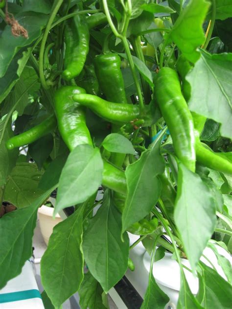 How To Grow Chili Peppers Easy To Grow Beautiful Plants Well Worth
