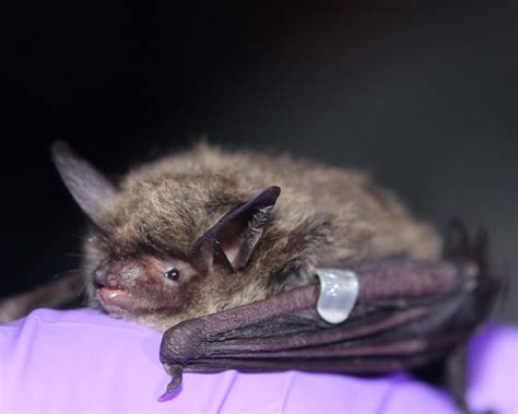 Sounding The Bat Alarm Adirondack Explorer