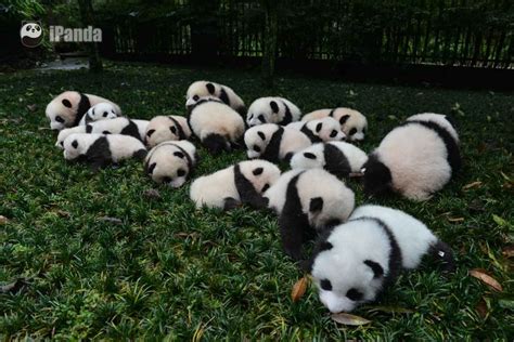 How About A Bunch Of Panda Gathering Around