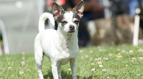 Jack Russell Terrier Chihuahua Mix Jack Chi Breed Info