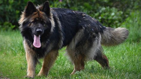 King Shepherd Dog Breed Information And Pictures Livelife
