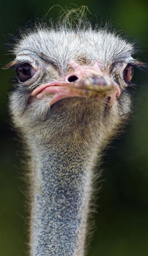 36 Best Ostrich Funny Faces Images On Pinterest Ostriches