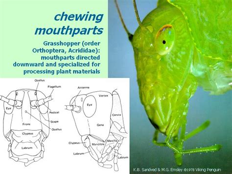 External Morphology Of Insects