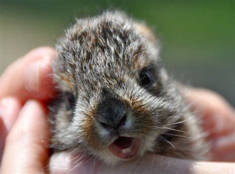 We did not find results for: Wildlife Images from Northern Minnesota | Cute baby ...