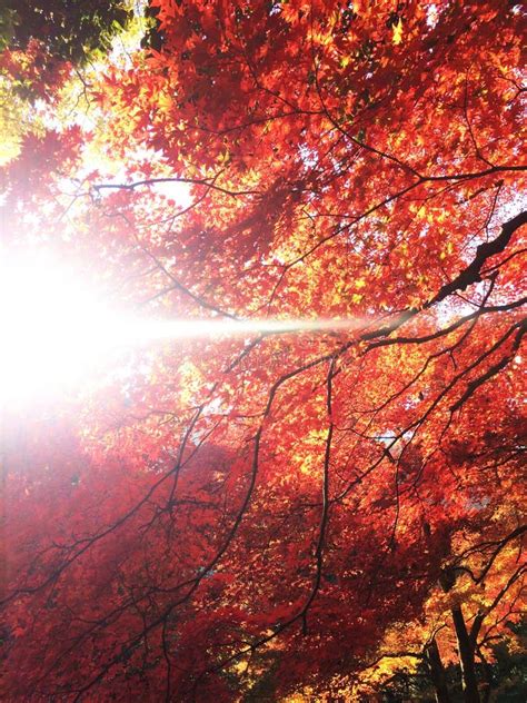 The Sun Shines Through The Red Maple Leaves In The Blue Sky Autumn