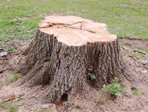 How To Kill Tree Stumps How To Remove A Tree Stump Painlessly Diy