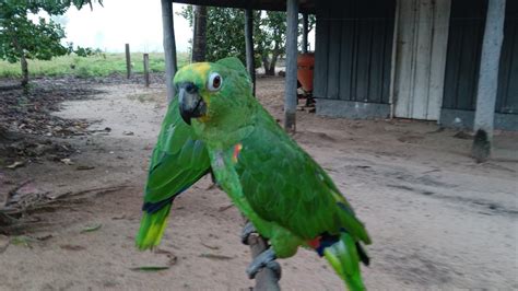 Papagaio Da Amazonia Hot Sex Picture