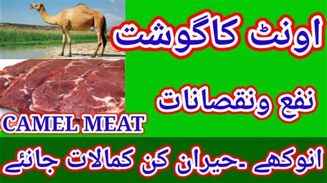 Oont Ke Gosht Ke Fayde Aur Nuqsan Benefits Of Camel Meat And Side