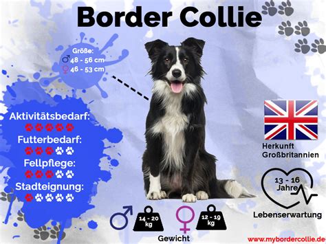 Border Collie Charakter und Wesen – myBorderCollie.de
