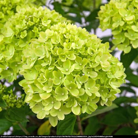 Hortensja Bukietowa Little Lime Hydrangea Paniculata Little Lime