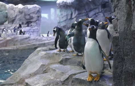 Apphotodetroit Zoo Penguins