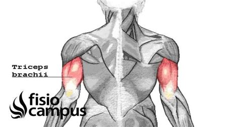 Musculo Triceps