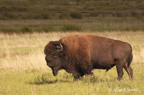 Rutting Bison Bull Photographic Print Yellowstone Buffalo Bull