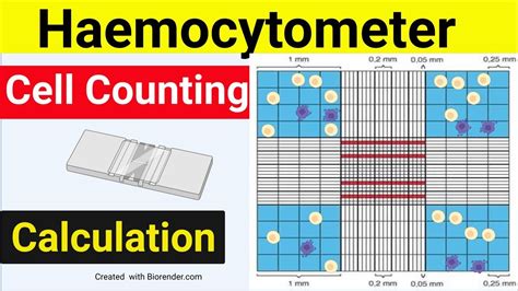 Haemocytometer Cell Counting Cell Counting Calculation Cell