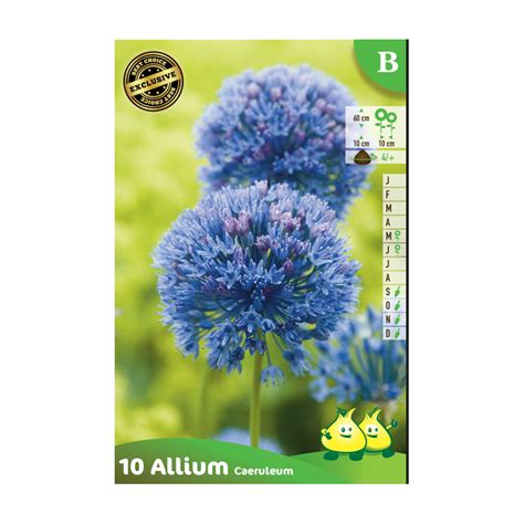 Lot De 10 Bulbes D Allium Caeruleum Floraison Bleue