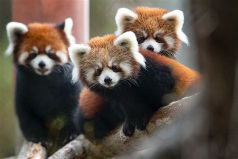 Seattle Red Panda Fans Get Your Fix Before Woodland Parks Cubs Move