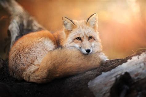 Photographer Captures Enchanting Photos Of A Fox Named Freya In Polish