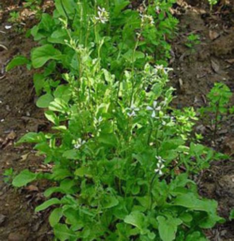 Arugula A Quick Growing Garden Green With A Spicy Kick Horticulture