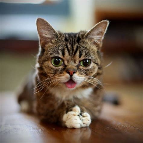 A cat with down syndrome (i.redd.it). Lil Bub, Colonel Meow and the rise of the cat celebrity ...
