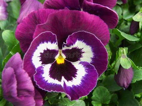 Purple And White Flower Pansies Closeup Of Colorful Pansy Flower Stock