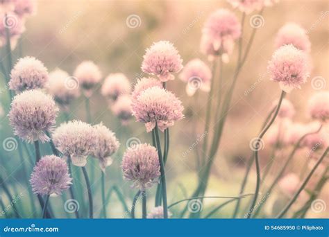 Pink Flowers On The Meadow Stock Photo Image Of Floral 54685950