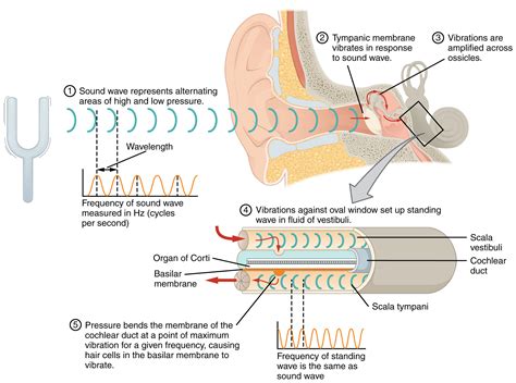 Hearing Basic Human Physiology