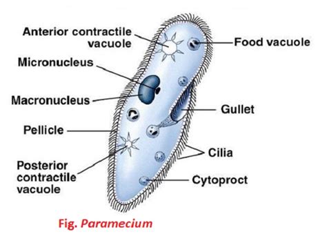Paramecium Caudatum Cell Organism