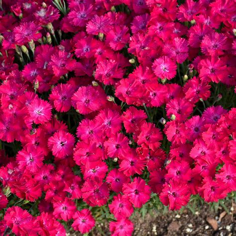 Pretty Poppers® Electric Red Pinks Dianthus Plant Addicts