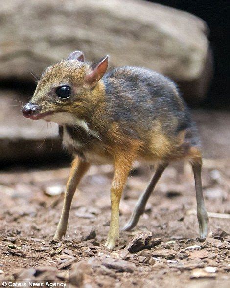 Raising a baby mouse video series by creek valley critters on youtube. Baby Java mouse deer takes its first steps after being born at Dutch zoo | Mouse deer, Animals ...