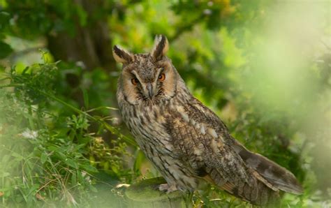 Weedons World Of Nature Long Eared Owl