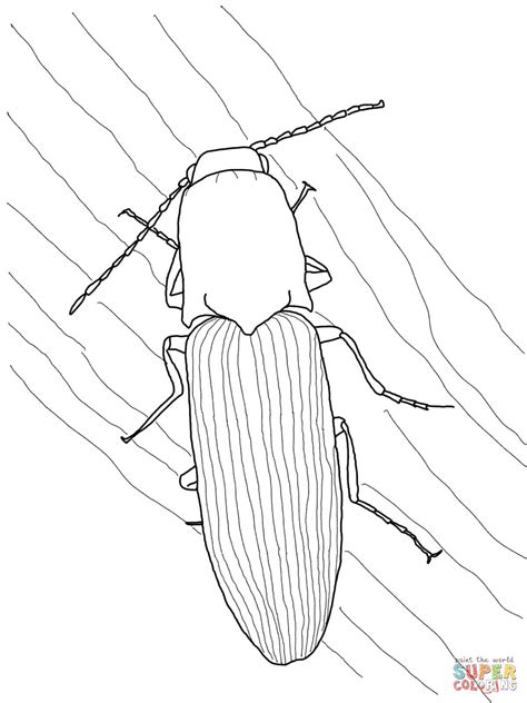 Click Beetle coloring page | Free Printable Coloring Pages
