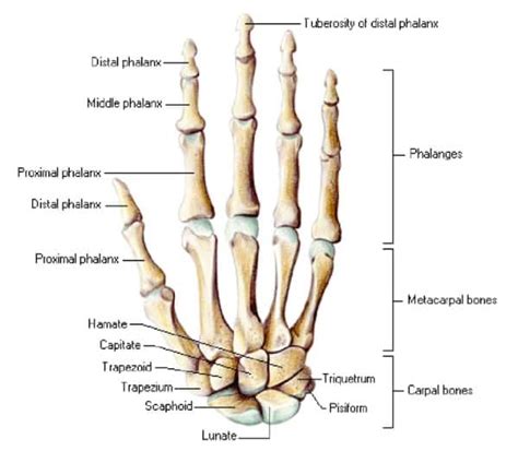 Fungsi Tulang Telapak Tangan Pengertian Struktur Karakteristik Cedera