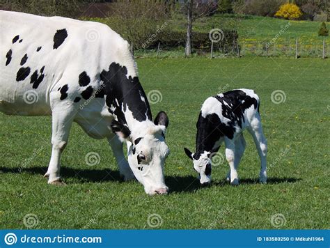 Black And White Spotted Cow And Calf Grazing In The Field Stock Photo