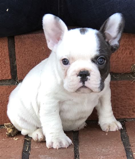 Up to date on shots. SOLD Izzy - female AKC French Bulldog puppy for sale in ...